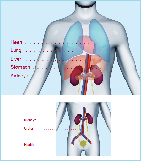 Kidney Basics